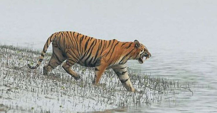 Six Days Delhi Agra Jaipur With Safari In Ranthambore - Tour Itinerary Overview