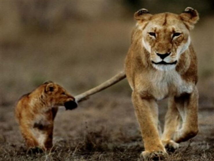 Six Days Delhi Agra Jaipur With Safari In Ranthambore - Day 1 - Delhi Arrival