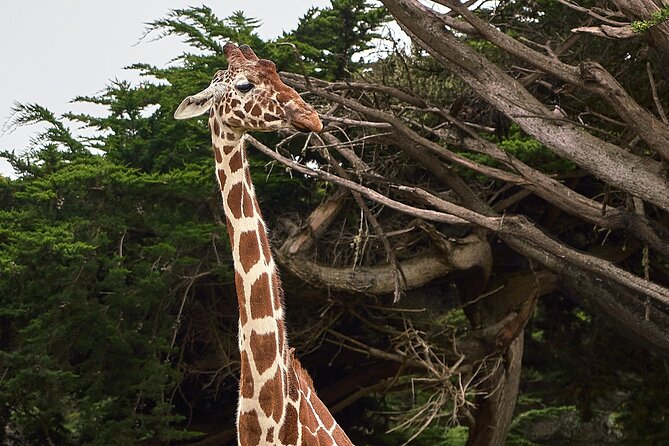 Six Flags Wild Safari Drive-Thru Adventure - Wildlife Experience From Vehicle