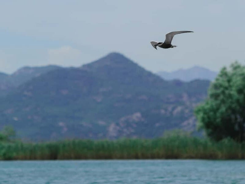 Skadar Lake: 4-Hour Guided tours on Kayak - The Sum Up: Is This Tour Worth It?