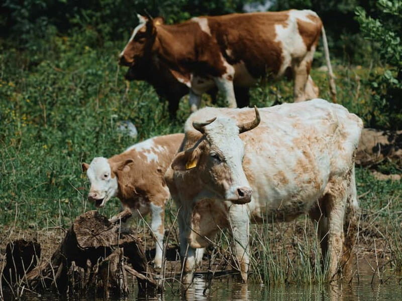 Skadar Lake: 4-Hour Guided tours on Kayak - Frequently Asked Questions
