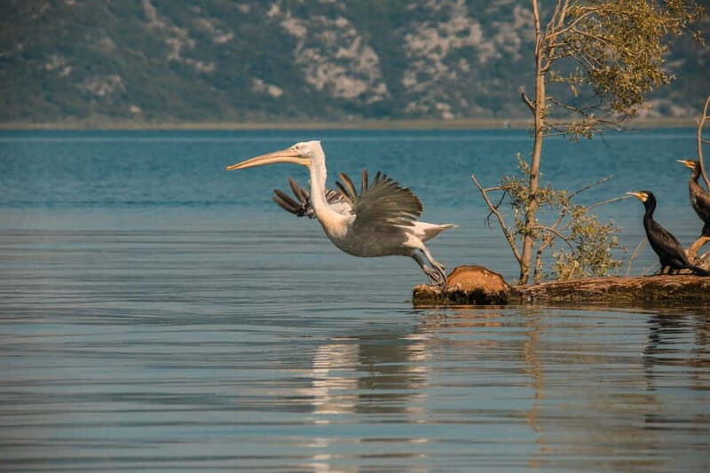 SKADAR LAKE: A national park with amazing flora and fauna! - Who Is This Tour Best Suited For?