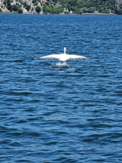 Skadar Lake kayak rent: A Journey Through Tranquility - Who Will Love This Tour?
