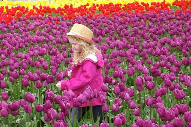 Skagit Valley Tulip Festival Day Trip From Seattle - Traveler Reviews
