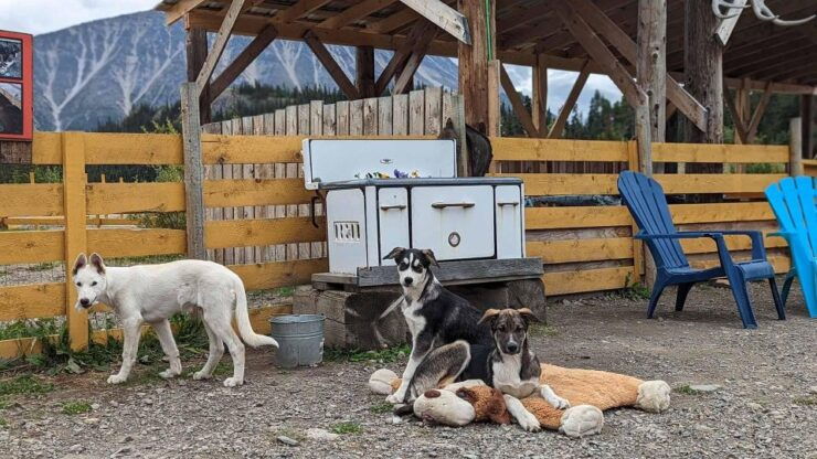 Skagway: Bridge, Puppies and Summit Triple Combo - Tour Details