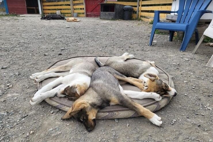 Skagway: Bridge, Puppies and Summit Triple Combo - Activity Details