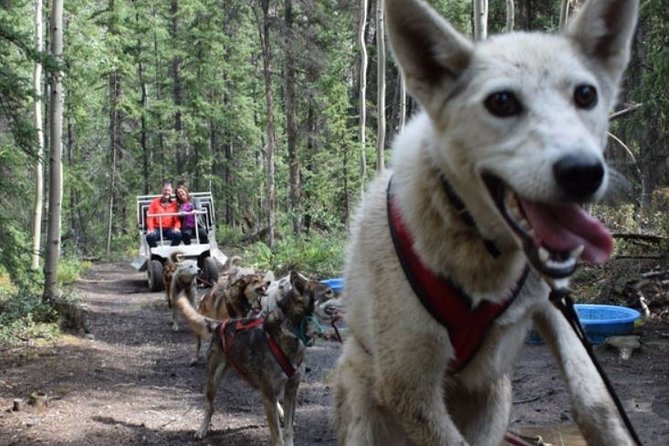 Skagway Shore Excursion: Yukon Dog Sledding and Sightseeing Tour - End Point and The Sum Up