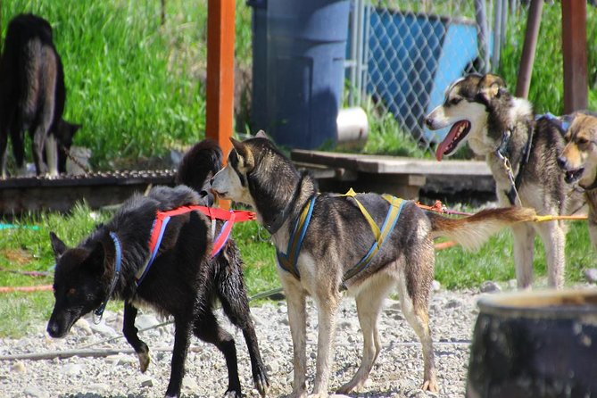 Skagway Shore Excursion: Yukon Dog Sledding and Sightseeing Tour - Reviews and Feedback