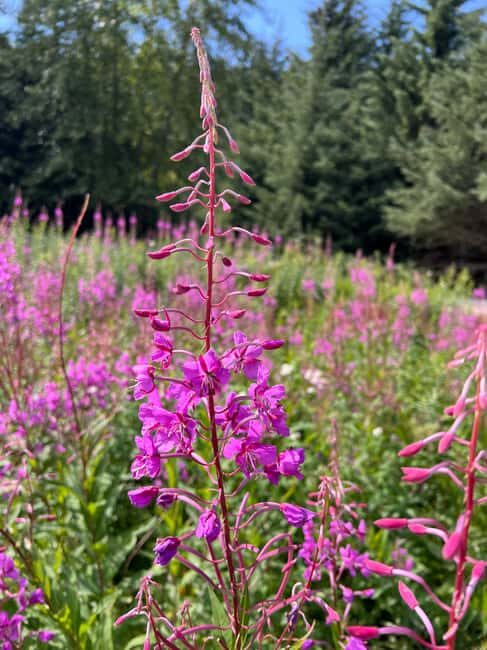 Skagway: Yukon Discovery Tour - The Itinerary Breakdown