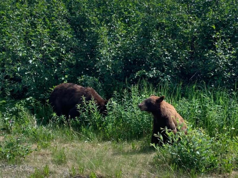 Skagway: Yukon Discovery Tour - Authentic Insights from Reviews