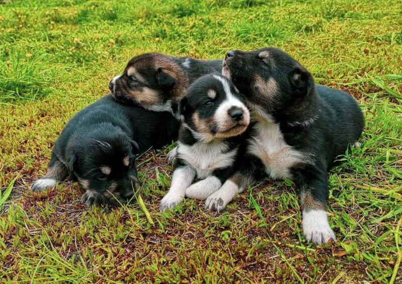 Skagway: Yukon Discovery Tour - Is This Tour Right for You?