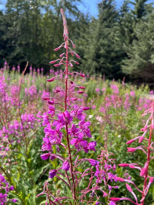 Skagway: Yukon Dog Mushing & Sightseeing Tour - Who Will Love This Tour?