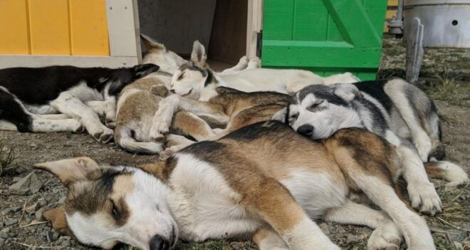 Skagway: Yukon, White Pass, & Husky Sled Camp Combo Tour - Husky Sled Camp Experience