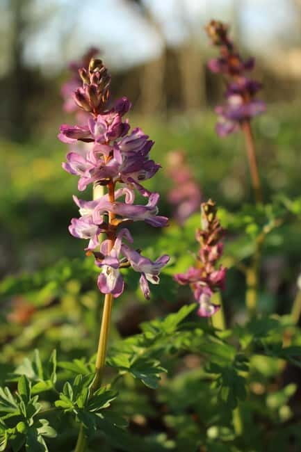 Skåne: guided hike in national park incl lunch close to Lund - Meeting Point & Transportation