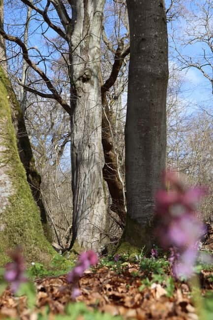 Skåne: guided hike in national park incl lunch close to Lund - The Guided Hike (Approximately 3.67 hours)