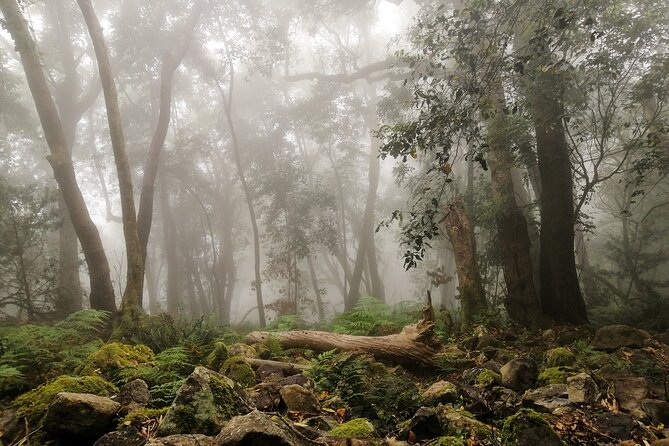 Skeleton Gorge Hike up Table Mountain - Experience the Thrilling Hike Through Skeleton Gorge