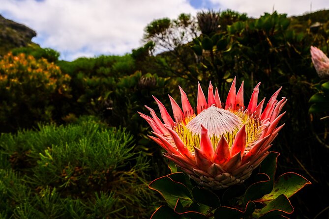 Skeleton Gorge Hike up Table Mountain - Explore the Breathtaking Beauty of Table Mountain