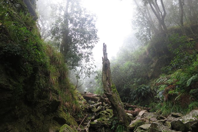 Skeleton Gorge to Table Mountain Summit - Reviews and Price