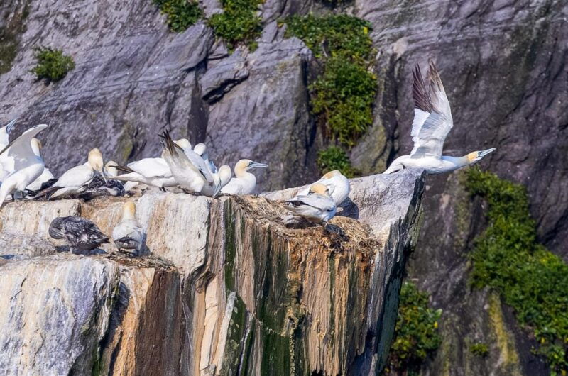 Skellig Michael: Skellig Sightseeing Cruise with AquaTerra - Final Words