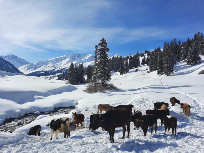 Ski touring in Kyrgyzstan at Jyrgalan Valley - Good To Know