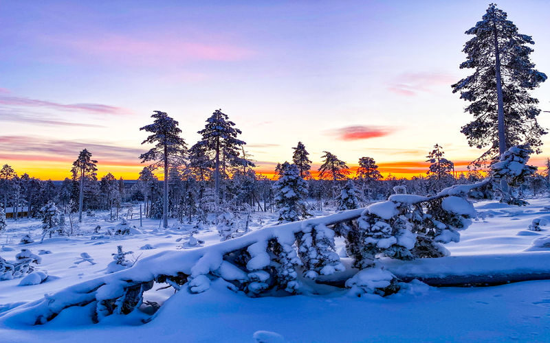 Ski trekking safari through the snowy taiga forests of Lapland - How hard is ski trekking for a first-timer?