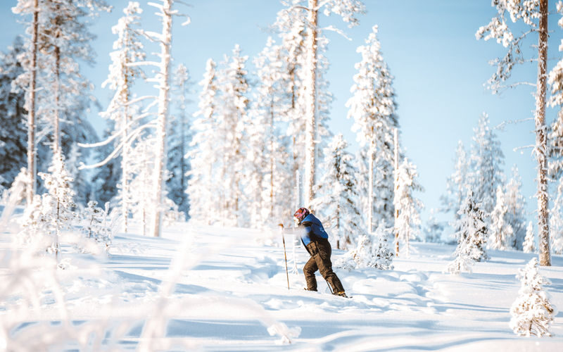 Ski trekking safari through the snowy taiga forests of Lapland - Should you book it?