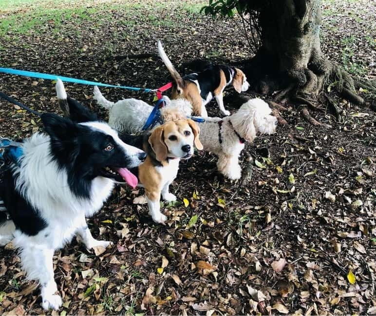 Skiathos: Dog Shelter Visit, Hike & Cooking Class with Lunch - A Closer Look at the Day in Skiathos