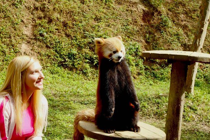 Skip Crowed Dujingyan Panda Tour Option Red Panda Interactive - Why This Tour Offers Great Value
