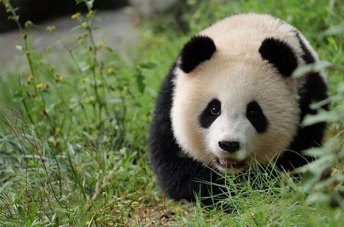 Skip Crowed Dujingyan Panda Tour Option Red Panda Interactive - Who Should Book This Tour?