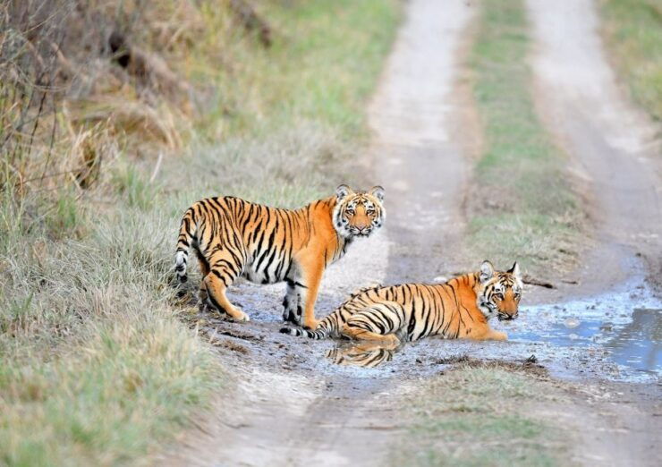 Skip The Line Access: Panna National Park Jungle Safari - Experience Overview