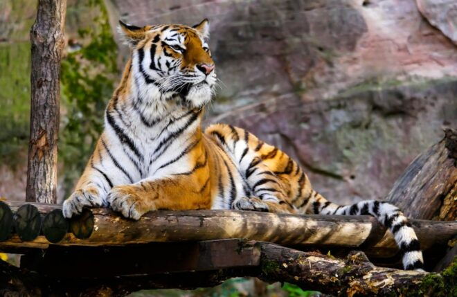 Skip The Line Access: Panna National Park Jungle Safari - Highlights of Panna National Park