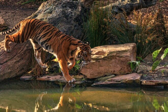 Skip The Line Access: Panna National Park Jungle Safari - Different Safari Options