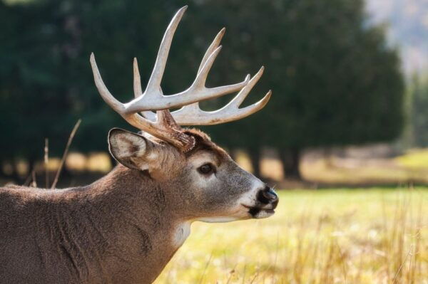 Skip The Line Access: Panna National Park Jungle Safari - Booking Procedures and Permits