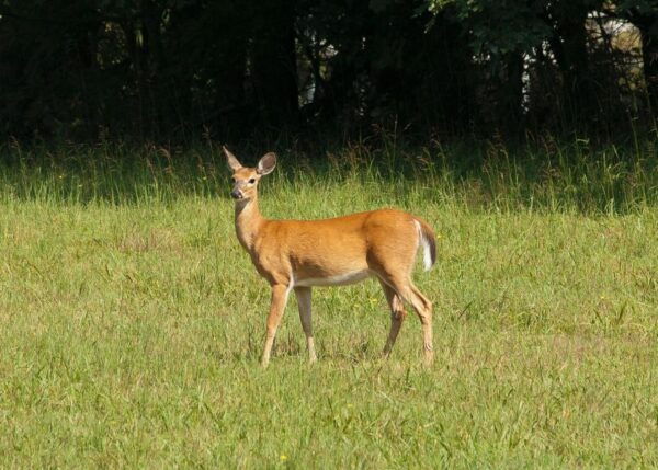 Skip The Line Access: Panna National Park Jungle Safari - Successful Tiger Conservation Efforts