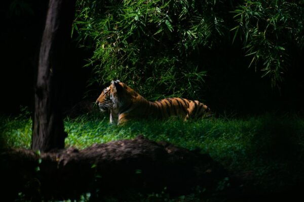 Skip The Line Access: Panna National Park Jungle Safari - How to Get to Panna National Park
