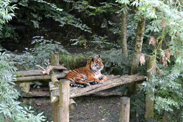 Skip The Line Access: Panna National Park Jungle Safari - Common Questions