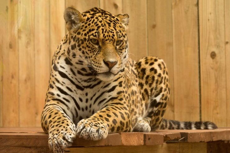 Skip The Line Access: Panna National Park Jungle Safari - Activity Details