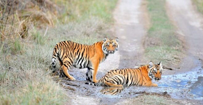 Skip The Line Access: Panna National Park Jungle Safari - Highlights of Panna National Park