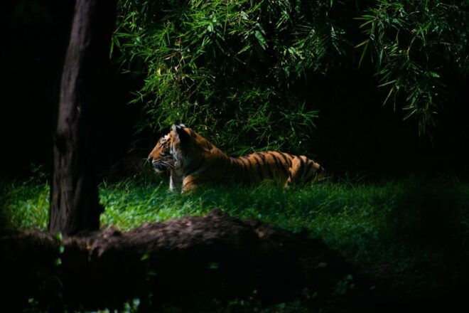 Skip The Line Access: Panna National Park Jungle Safari - Tiger Safaris in Panna National Park