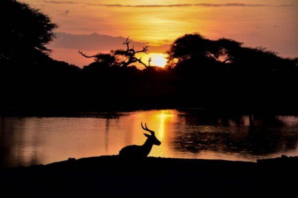 Skip The Line Access: Panna National Park Jungle Safari - Successful Tiger Conservation Efforts