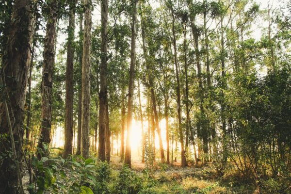 Skip The Line Access: Panna National Park Jungle Safari - How to Get to Panna National Park