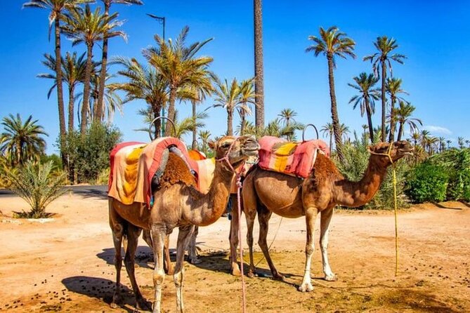 Skip the Line at : Majorelle Garden and Palm Garden. - Included Amenities