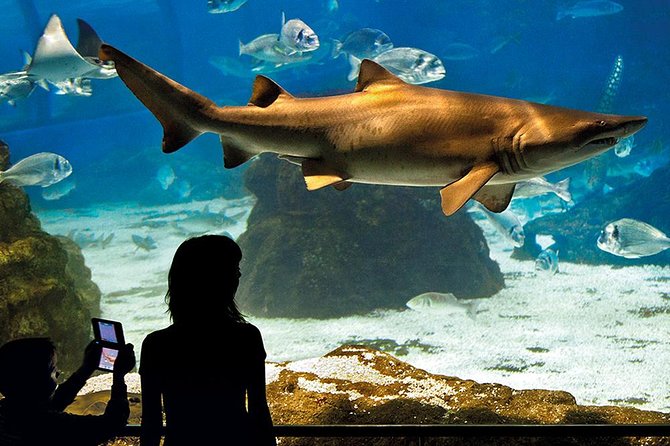 Skip the Line: Barcelona Aquarium Ticket - Traveler Photos and Tips