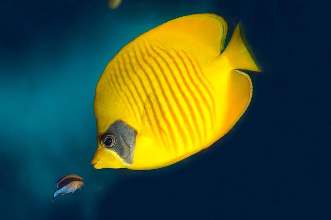 Skip the Line: Barcelona Aquarium Ticket - The Sum Up