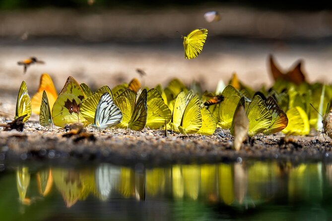 Skip the Line: Butterfly Garden Ticket With Transfer - Booking and Cancellation Policy