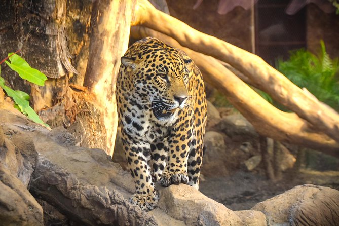 Skip the Line: Diamante Eco Adventure Park: Animal Sanctuary Discovery Ticket - Diverse Animal Habitats at Diamante