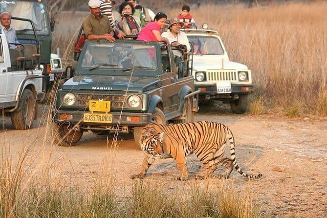 Skip-the-Line Entry for Ranthambore Gypsy Safari - In-Depth Breakdown of the Tour Experience