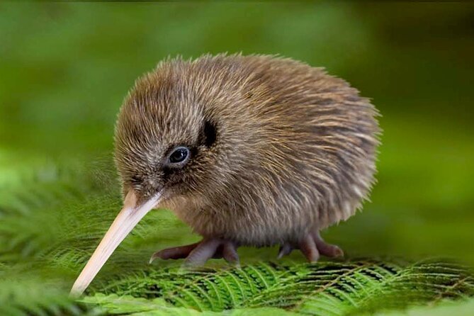 Skip the Line: Franz Josef Wildlife Center Ticket With Optional Backstage Pass - Free Cancellation and Mobile Ticket