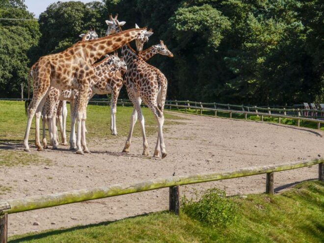Skip-The-Line Hellabrunn Zoo in Munich With Transfers - Travel Journey and Sign Up