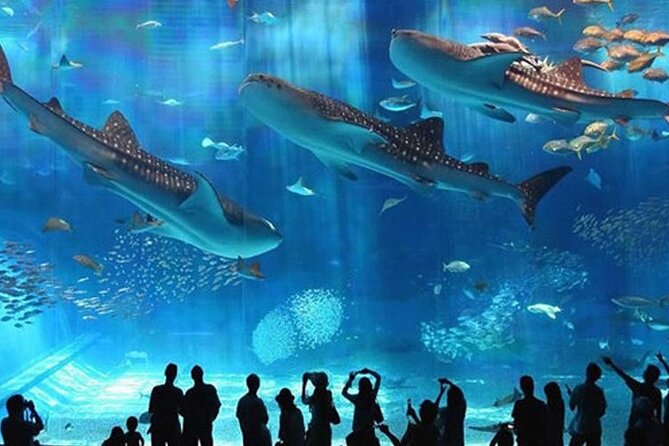 Skip the Line Hurghada Grand Aquarium Transfer & Entrance - What To Expect